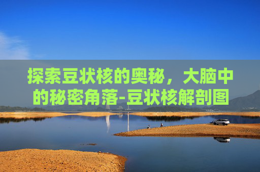 探索豆状核的奥秘，大脑中的秘密角落-豆状核解剖图