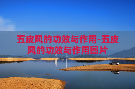 五皮风的功效与作用-五皮风的功效与作用图片