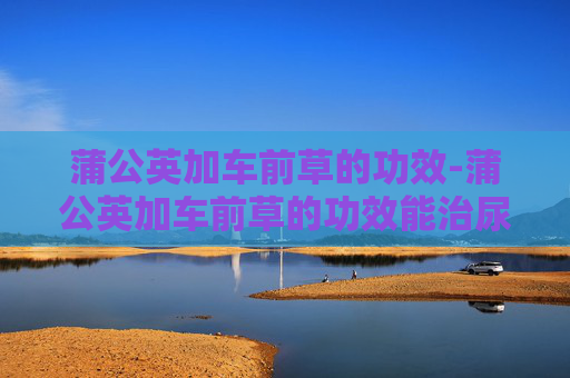 蒲公英加车前草的功效-蒲公英加车前草的功效能治尿频尿多夜尿多吗