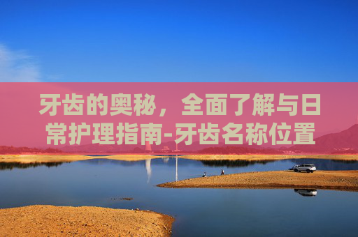 牙齿的奥秘，全面了解与日常护理指南-牙齿名称位置图