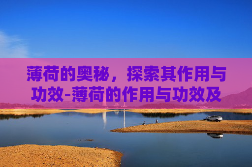 薄荷的奥秘，探索其作用与功效-薄荷的作用与功效及食用方法
