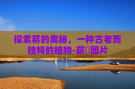 探索菥的奥秘,一种古老而独特的植物-菥蓂图片 探索菥的奥秘,一种古老而独特的植物-菥蓂图片