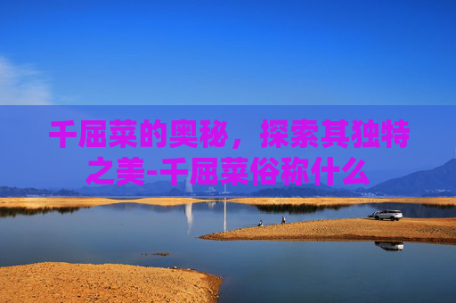 千屈菜的奥秘,探索其独特之美-千屈菜俗称什么 千屈菜的奥秘,探索其独特之美-千屈菜俗称什么